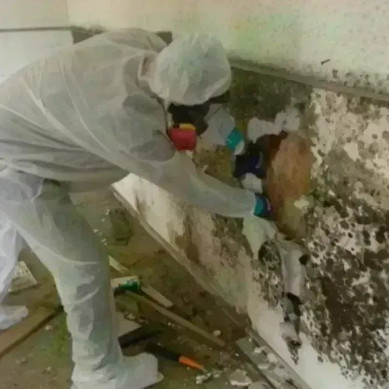 Mold Remediation and Removal in Tchula, MS